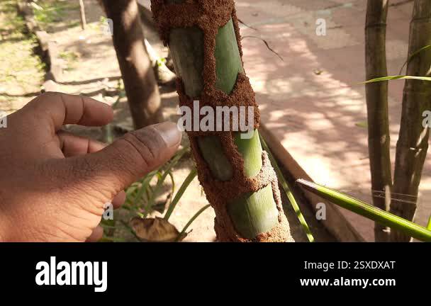 Termite nest in the trunk of Areca palm. These termites will slowly eat ...