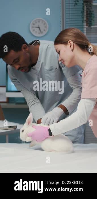 Vertical medium shot of young diverse veterinarians in scrubs examining ...