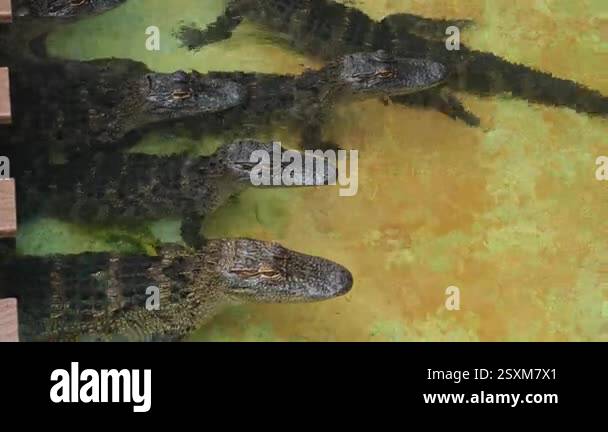 Several juvenile alligators swim in a gator farm in Florida, USA. The ...