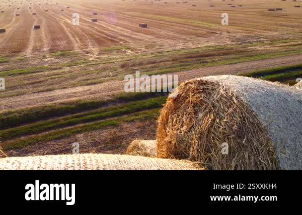 Many round bales of dry straw collected in a field during sunset on ...