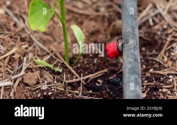 Close-up of a drip irrigation system efficiently watering a young plant ...