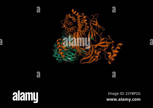Structure of human complement C3. Animated 3D cartoon and molecular ...