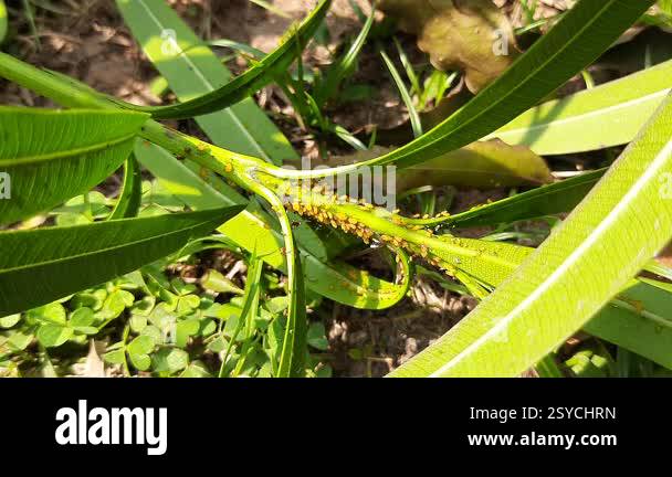 Sap Drinking Insect Aphids insects in the plant. This are smallsap suckinginsectsand ...