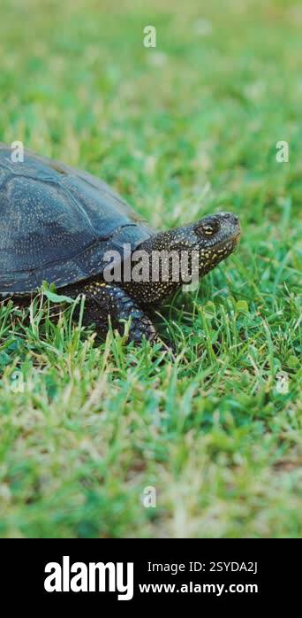 Turtle crawling on the ground among the plant. A turtle running into ...