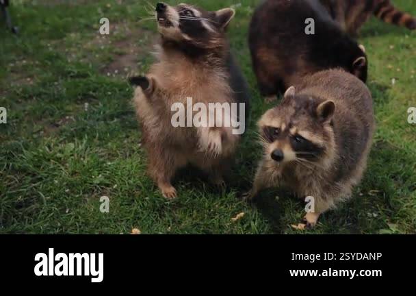 Supportive Racoon Friendly raccoon, Curious raccoon, Human interaction. Raccoon elevates ...