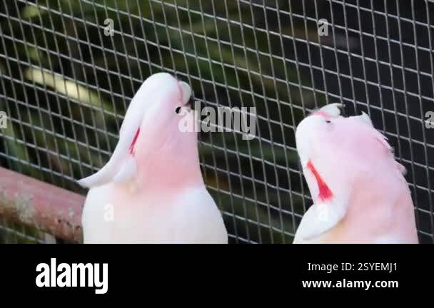 Parrot social behavior Stock Videos & Footage - HD and 4K Video Clips ...
