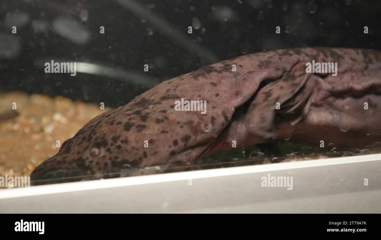 World’s largest amphibian goes on display at London Zoo Stock Video