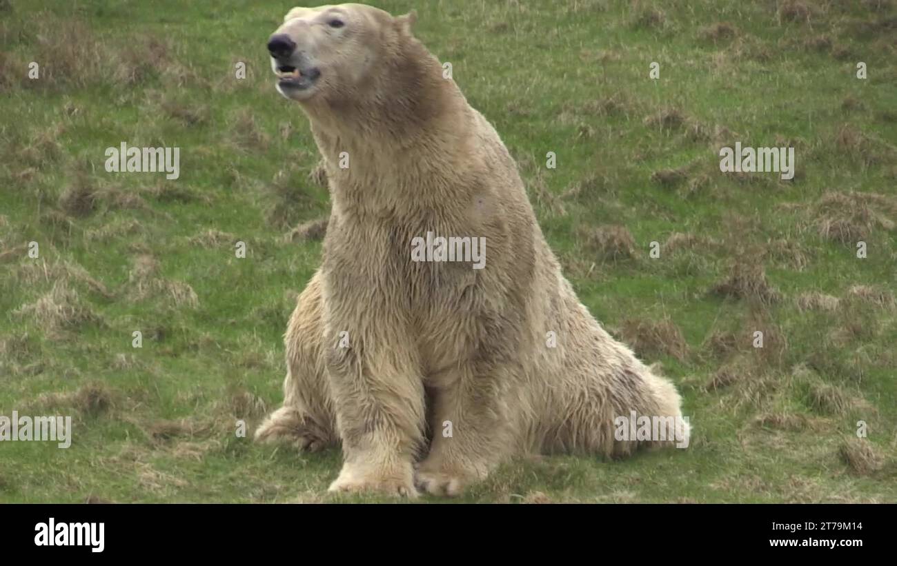 Polar bear arrives at yorkshire wildlife park Stock Videos & Footage ...