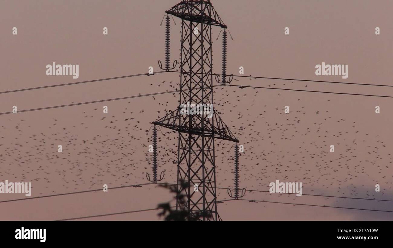 Starling murmuration sunset Stock Videos & Footage - HD and 4K Video ...