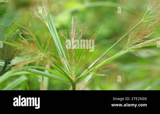 Cyperus rotundus (coco-grass, Java grass, nut grass, purple nut sedge ...