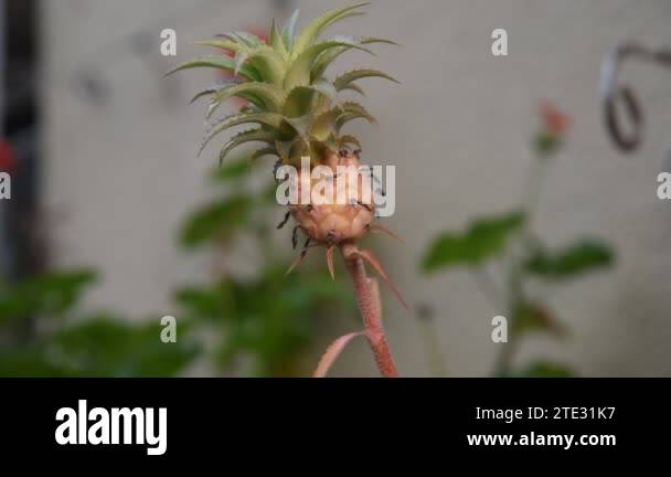 Monkey pot tree Stock Videos & Footage - HD and 4K Video Clips - Alamy