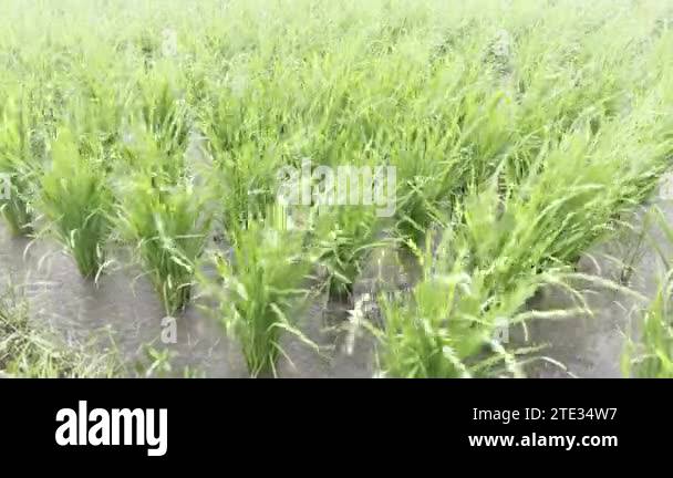 A green rice field sways in the wind during a strong storm under heavy ...