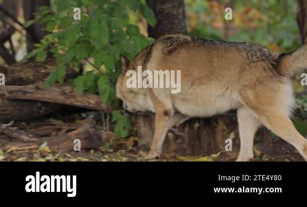 Wolf Canis Lupus Also Known As The Gray Wolf Is The Largest Extant wolf-canis-lupus-also-known-as-the-gray-wolf-is-the-largest-extant