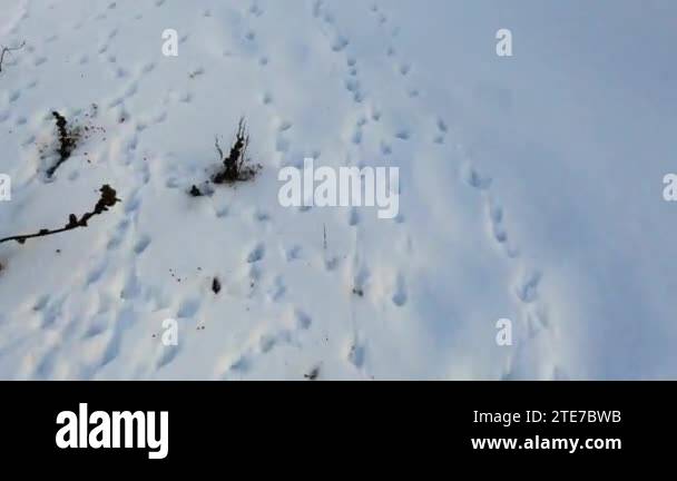 Animal footprints in the snow. Forest birds and wild animals left their ...