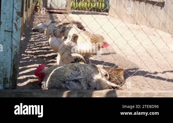 The rooster digs in the ground in search of food. Poultry behind a wire ...