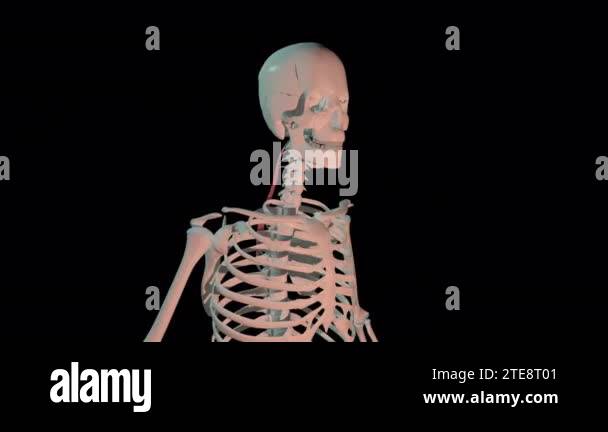 This 3d animation shows the splenius cervicis muscles in full rotation ...