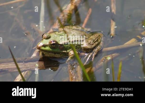 European green toad, Bufotes viridis, big frog in the nature habitat, Bile Kaprpaty, Czech ...