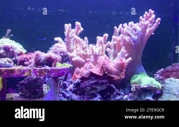 Reef tank, marine aquarium, with different types of corals and fishes ... - Alcyonium Reef Tank Types