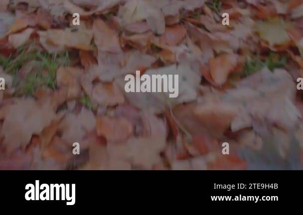 Humus formation Stock Videos & Footage - HD and 4K Video Clips - Alamy