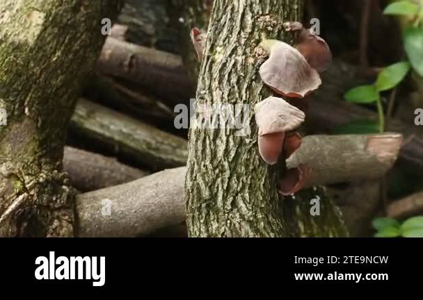 ear fungus sticks to rotten trees. Ear fungus (Auricularia auricula) is ...