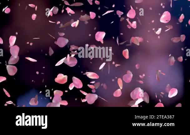 Pink Roses Falling Loop Motion Background Pink rose petals falling on beautiful black background. Valentines day ...