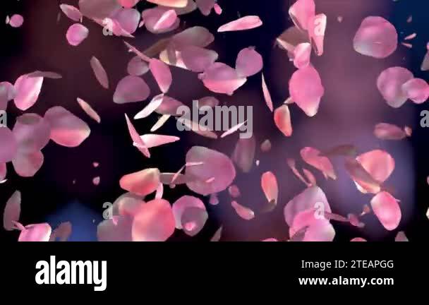 Pink Roses Falling Loop Motion Background Pink rose petals falling on beautiful black background. Valentines day ...