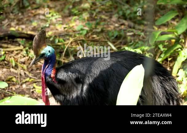 Cassowaries ,genus Casuarius, are ratites (flightless birds without a ...