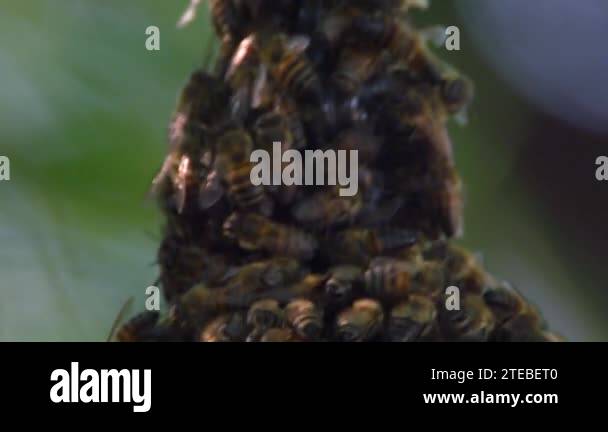 Bees structure Stock Videos & Footage - HD and 4K Video Clips - Alamy