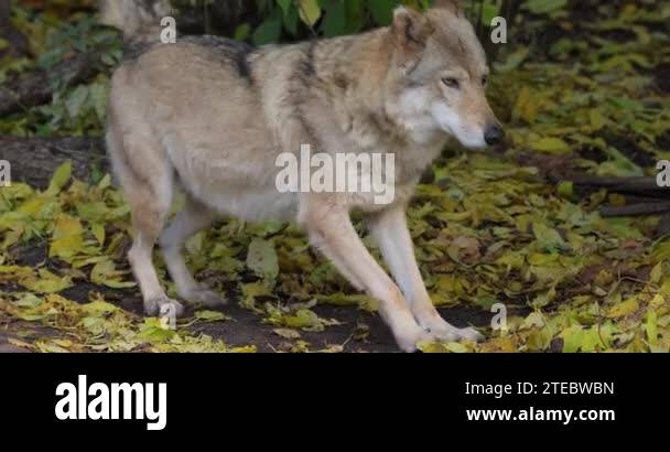 Wolf Canis Lupus Also Known As The Gray Wolf Is The Largest Extant wolf-canis-lupus-also-known-as-the-gray-wolf-is-the-largest-extant