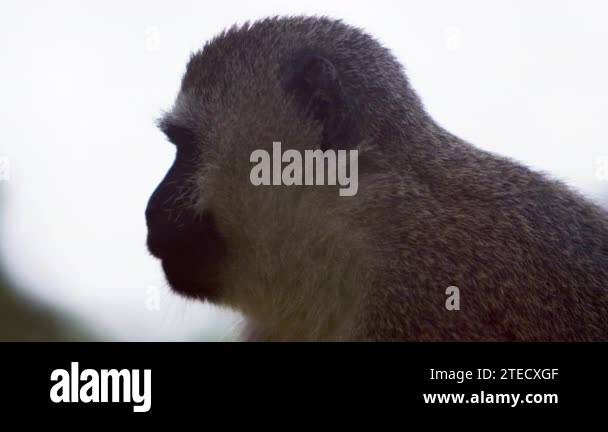 Vervet monkey in profile Stock Videos & Footage - HD and 4K Video Clips ...