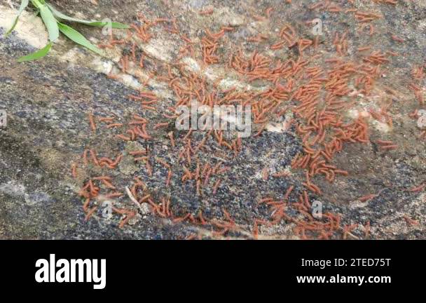 Milipads Insect Millipedes walking in rainy season. A swarm of Red Millipedes. It is a ...