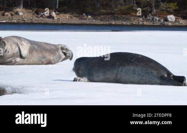 Seals resting on an ice floe. The bearded seal, also called the square ...