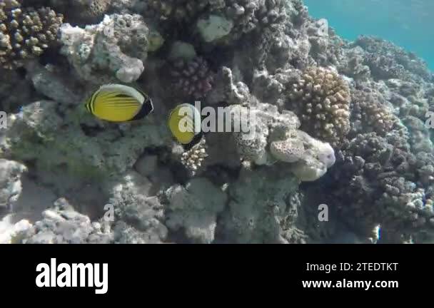 Underwater world of the Red Sea. Fish in Red Sea Egypt. Coral reef ...