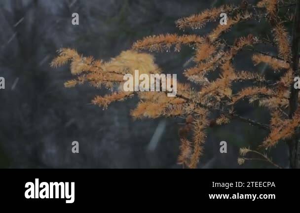 Frosty larch branch Stock Videos & Footage - HD and 4K Video Clips - Alamy