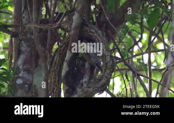 Seen within the branches as it pecks on insects under a vine during the ...