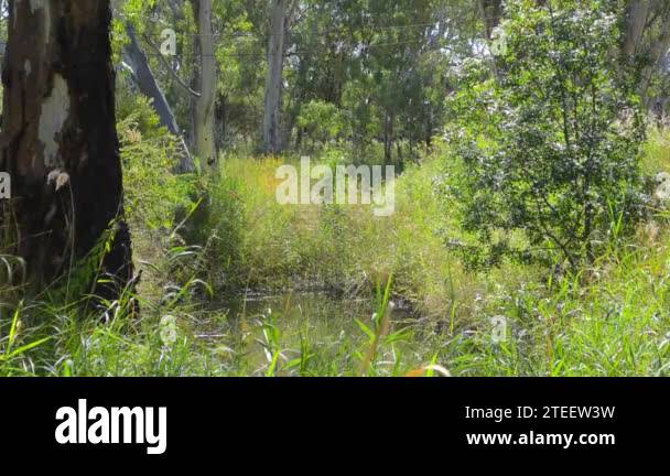 Natural Australian billabong in lush setting underneath tall eucalypt