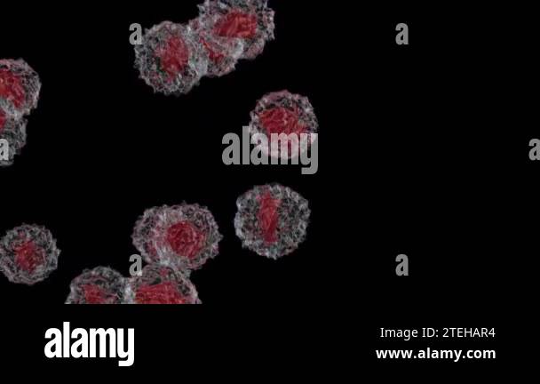 White blood cells flow, Monocyte, Alpha Channel Stock Video Footage - Alamy