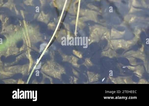 Tadpoles move chaotically underwater in forest swamp. Tadpole, pollywog ...