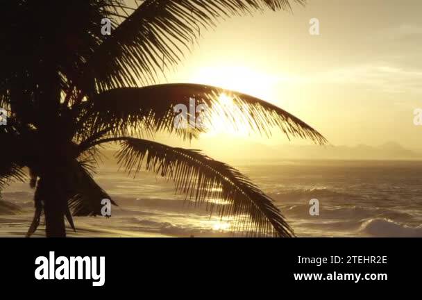 palm-tree-fronds-filter-stock-videos-footage-hd-and-4k-video-clips