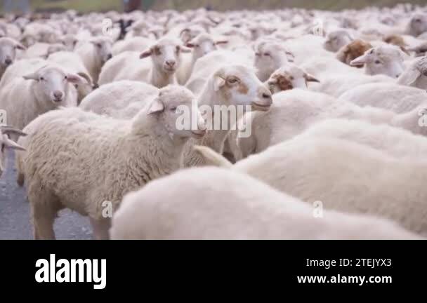 Flock of sheep on a road Stock Videos & Footage - HD and 4K Video Clips ...