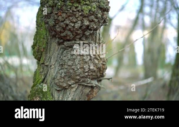 Knotty tree Stock Videos & Footage - HD and 4K Video Clips - Alamy