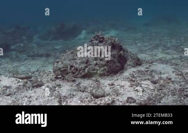 Coral Reef In Philippine Island Recovering After Vast Typhoon Damage ...