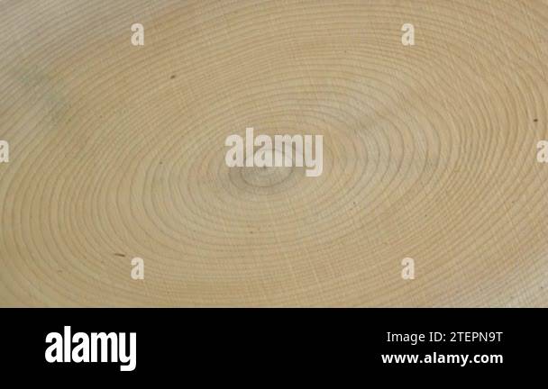 Wooden circle stump trunk background from top. Saw cross section cut ...