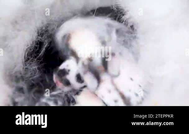 A newborn rabbit of black and white color in a nest with mother's fur ...