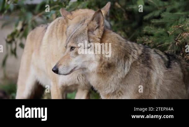 Wolf Canis Lupus Also Known As The Gray Wolf Is The Largest Extant wolf-canis-lupus-also-known-as-the-gray-wolf-is-the-largest-extant