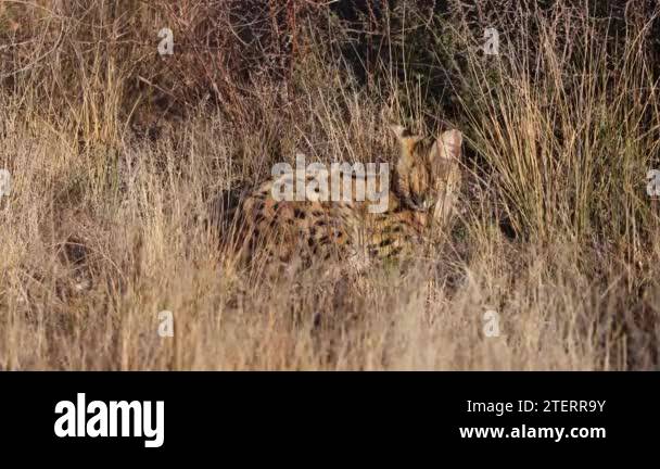 Medium size Serval cat enjoys camouflage nap in tall savanna grass
