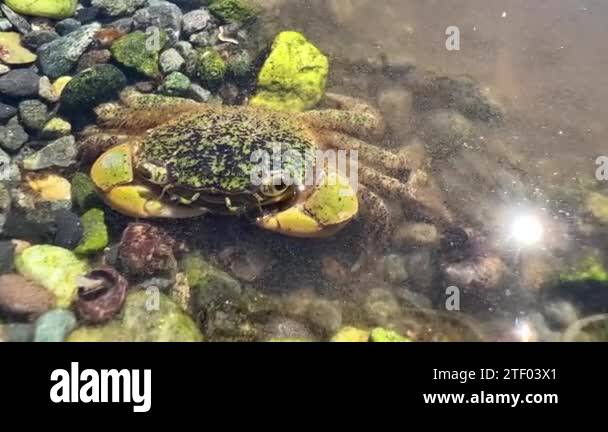Biology lesson educational accomplice about the life of crabs A small