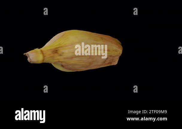 Corn Alphas Realistic render of a rotating Unpeeled Corn (Maize) on the Cob in the ...