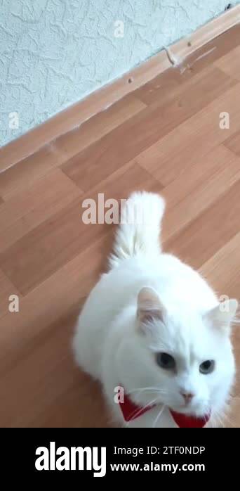 Angoras cat Stock Videos & Footage - HD and 4K Video Clips - Alamy