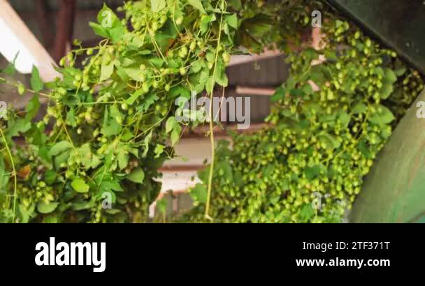 Hops picking machine Stock Videos & Footage - HD and 4K Video Clips - Alamy